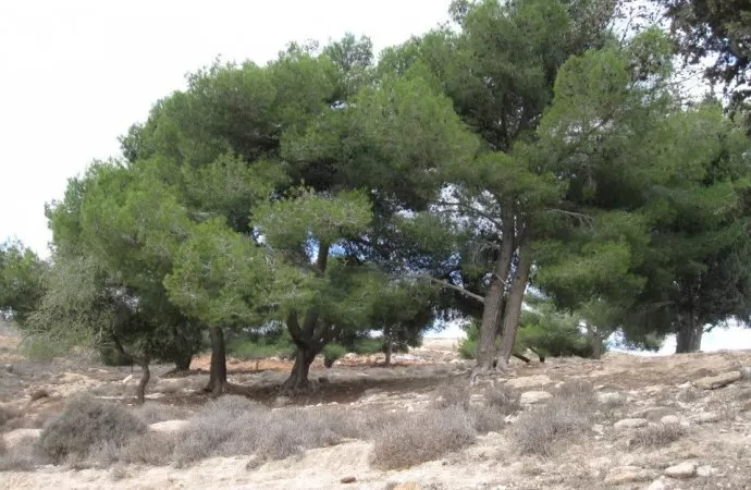 مدار الساعة,أخبار الأردن,اخبار الاردن,وزارة الزراعة,درجات الحرارة