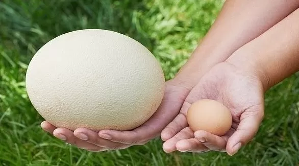 مدار الساعة,أخبار الأسرة,كوفيد 19