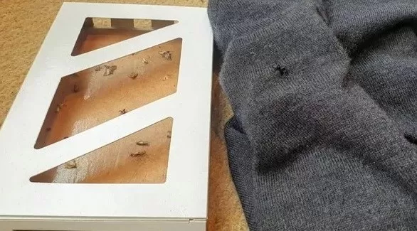 مدار الساعة,أخبار الأسرة