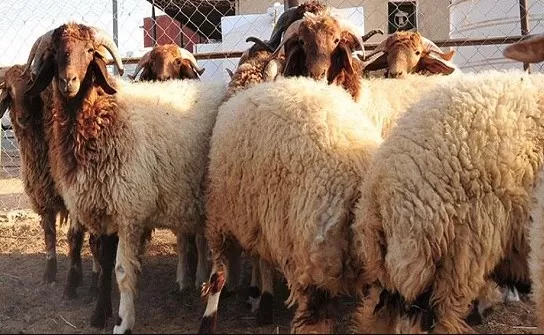 مدار الساعة,أخبار اقتصادية,وكالة الأنباء الأردنية,عيد الأضحى,مواقع التواصل الاجتماعي