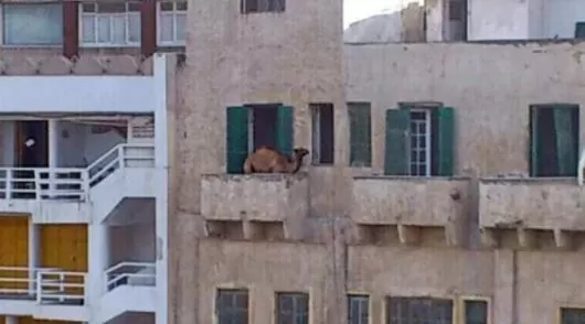 مدار الساعة,أخبار خفيفة ومنوعة,عيد الأضحى,مواقع التواصل الاجتماعي