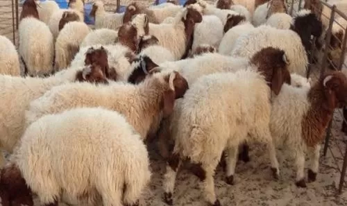 مدار الساعة,شؤون دينية