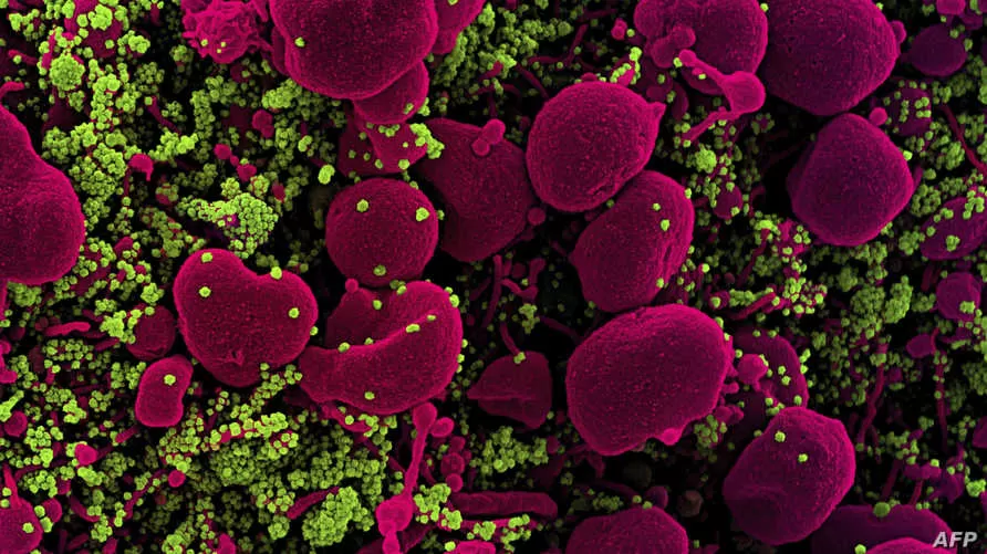 مدار الساعة,أخبار عربية ودولية,كورونا,كوفيد 19