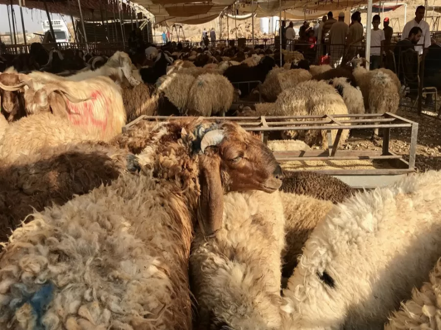 مدار الساعة,أخبار الأردن,اخبار الاردن,دائرة الإفتاء العام,عيد الأضحى