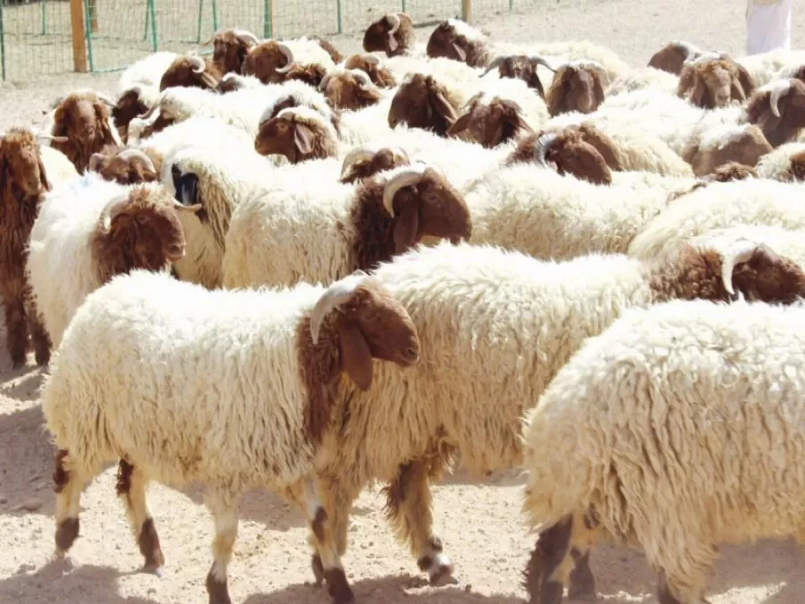 مدار الساعة,أخبار الأردن,اخبار الاردن,عيد الأضحى