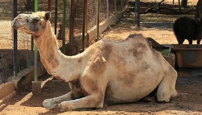 مدار الساعة,أخبار اقتصادية,وزير الزراعة,وزير البيئة,وزارة الزراعة,مجلس الأعيان,وزارة الطاقة