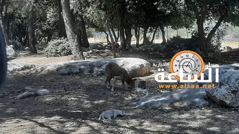 مدار الساعة,Video,فيديو,أخبار الأردن,اخبار الاردن