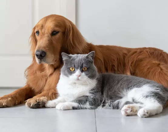 مدار الساعة,أخبار عربية ودولية,وزير الدفاع,سلاح الجو الملكي