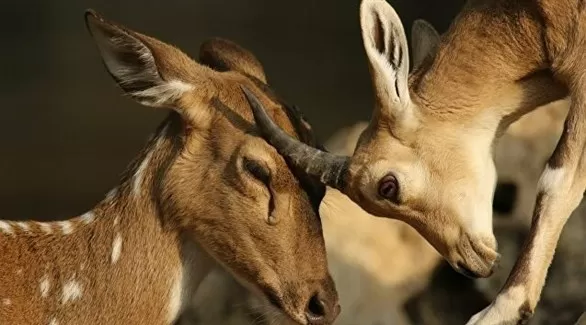 مدار الساعة,أخبار الأسرة
