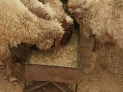 مدار الساعة,أخبار الأردن,اخبار الاردن,وزير الزراعة,وزارة الزراعة