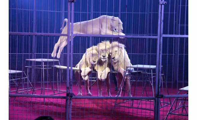 مدار الساعة,أخبار خفيفة ومنوعة,أمانة عمان