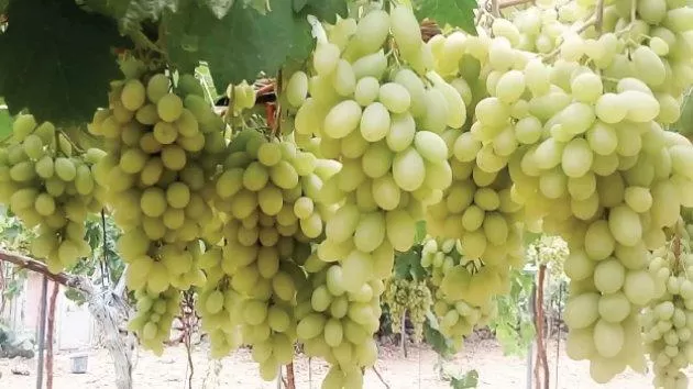 مدار الساعة,أخبار الأردن,اخبار الاردن