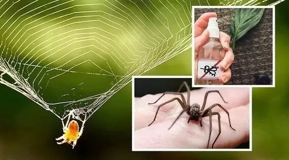 مدار الساعة,أخبار الأسرة