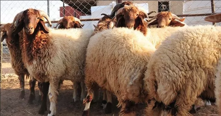 مدار الساعة,أخبار الأردن,اخبار الاردن,وزارة الزراعة,وكالة الأنباء الأردنية