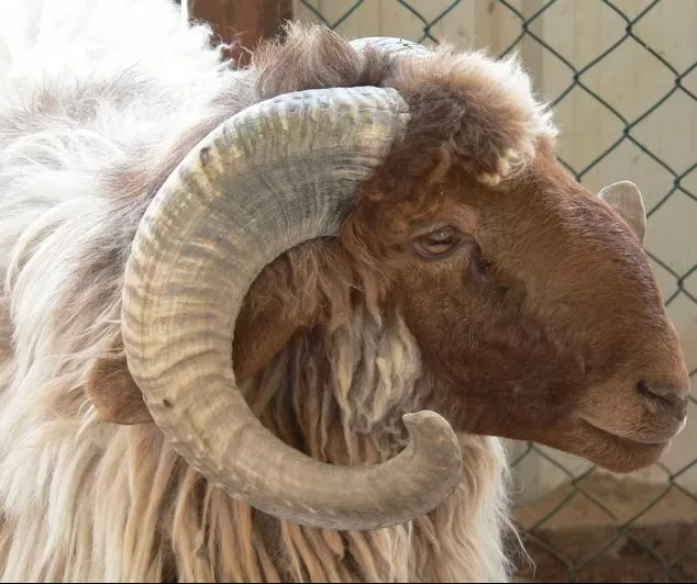 مدار الساعة,أخبار الأردن,اخبار الاردن,وزير الصحة,وزير الزراعة,خالد حنيفات,وزارة الزراعة
