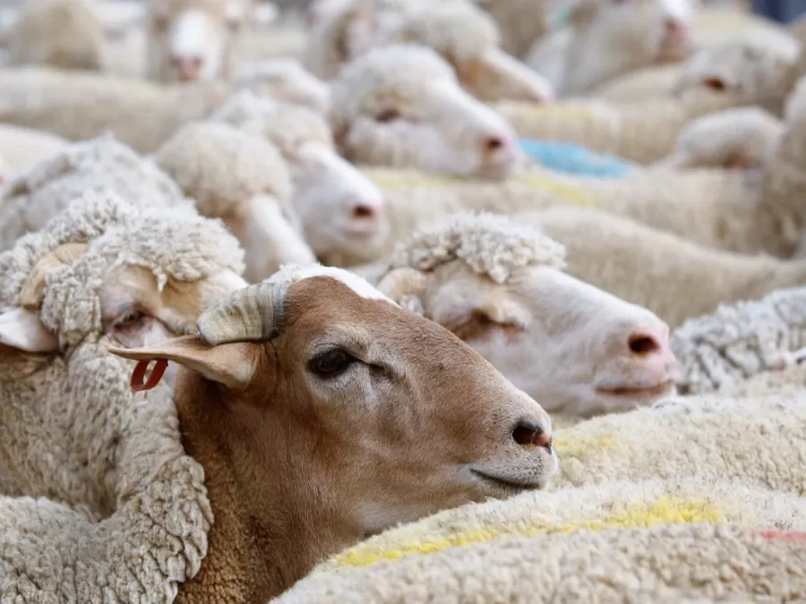 مدار الساعة,أخبار اقتصادية,وزارة الزراعة,مجلس النواب