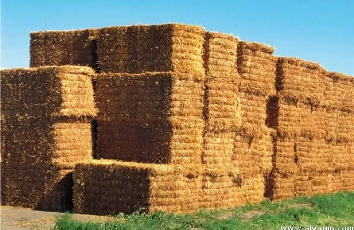 مدار الساعة,أخبار اقتصادية