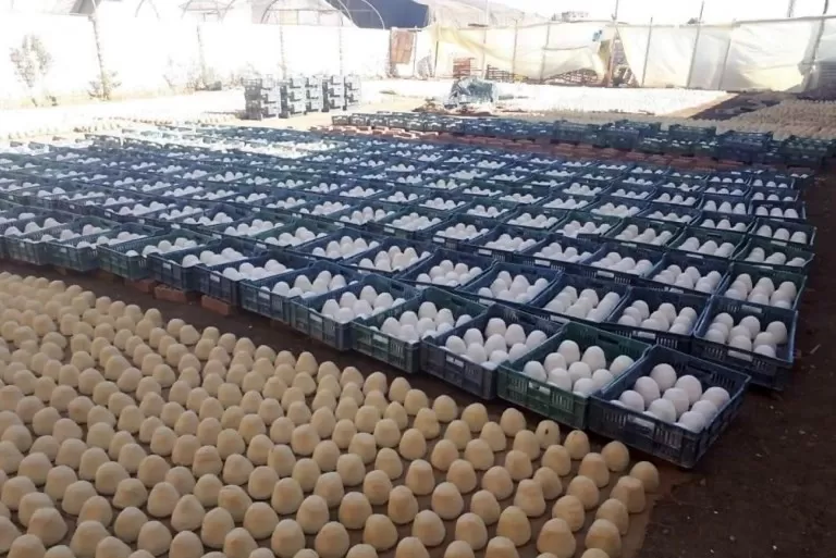 مدار الساعة,أخبار الأردن,اخبار الاردن,المؤسسة العامة للغذاء والدواء