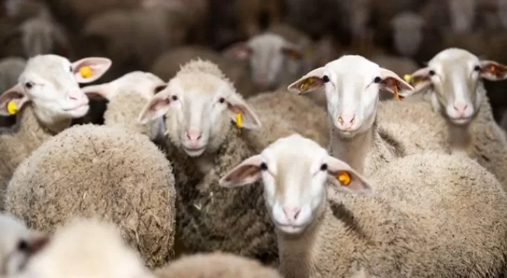 مدار الساعة,أخبار اقتصادية,وزير الزراعة,خالد حنيفات,وزارة الصحة