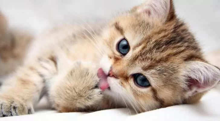 مدار الساعة,أخبار خفيفة ومنوعة