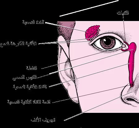مدار الساعة,أخبار الأسرة,درجات الحرارة