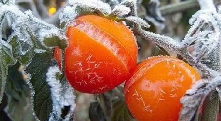 مدار الساعة,أخبار اقتصادية,وزير الزراعة,خالد حنيفات