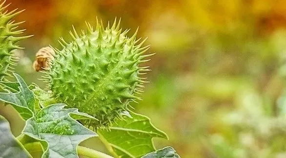 مدار الساعة,أخبار الأسرة
