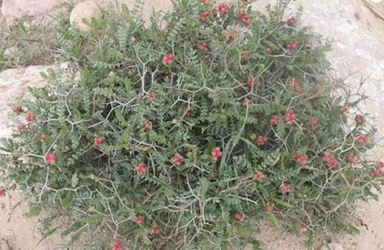 مدار الساعة,أخبار خفيفة ومنوعة