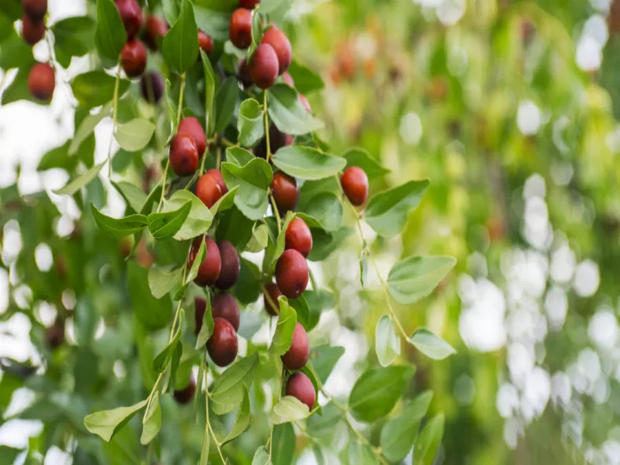 مدار الساعة,أخبار الأسرة