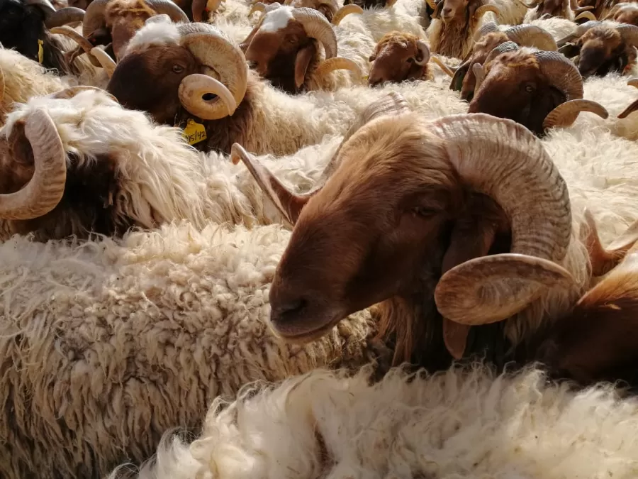 مدار الساعة,أخبار الأردن,اخبار الاردن,محمد المومني