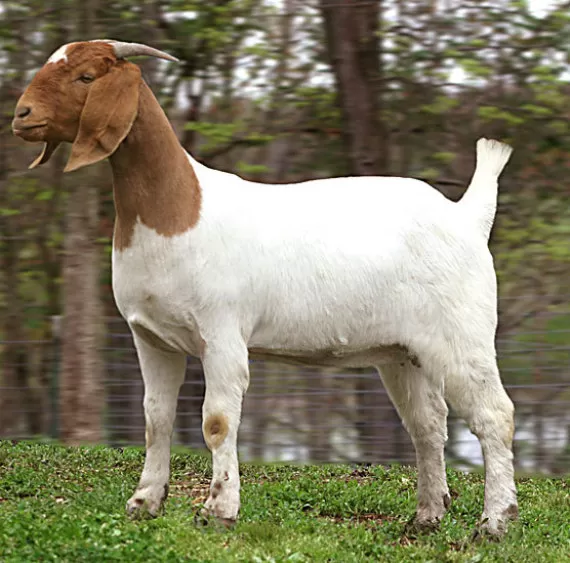 مدار الساعة,أخبار خفيفة ومنوعة,وزارة الزراعة