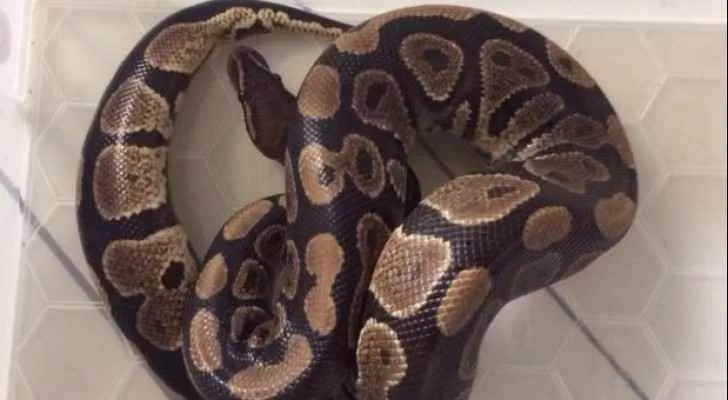 مدار الساعة,أخبار خفيفة ومنوعة