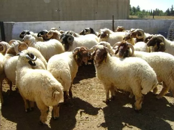 مدار الساعة,أخبار الأردن,اخبار الاردن,مواقع التواصل الاجتماعي