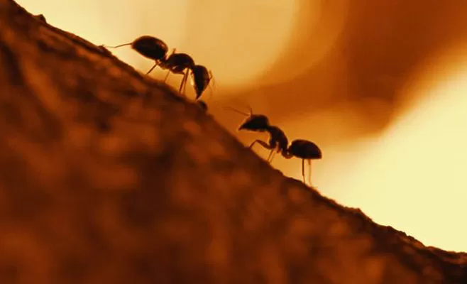 مدار الساعة,أخبار خفيفة ومنوعة