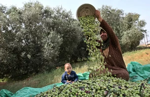 مدار الساعة,أخبار الأردن,اخبار الاردن,وزارة الزراعة,غرفة صناعة عمان
