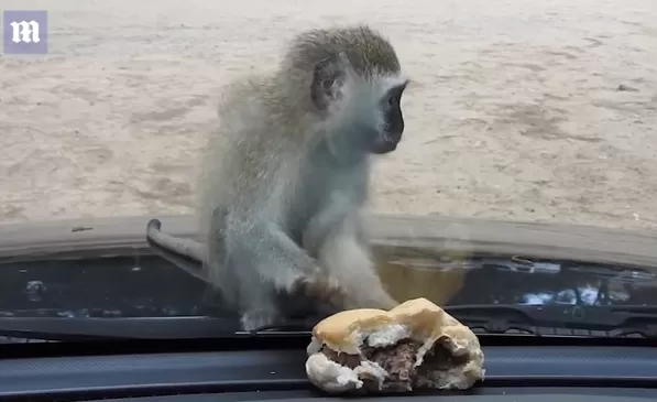 مدار الساعة,Video,فيديو,أخبار خفيفة ومنوعة