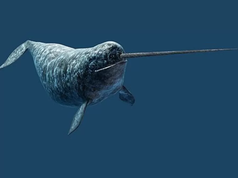 مدار الساعة,Video,فيديو,أخبار خفيفة ومنوعة,مواقع التواصل الاجتماعي