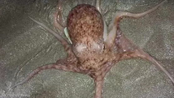 مدار الساعة,أخبار خفيفة ومنوعة