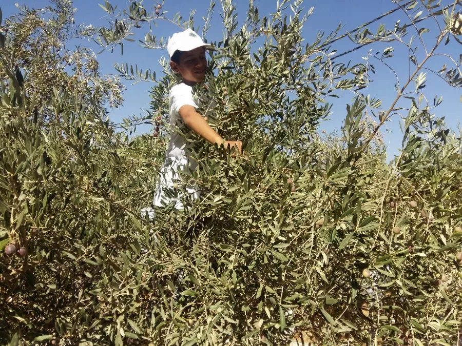 مدار الساعة,أخبار المجتمع الأردني,وزارة الزراعة