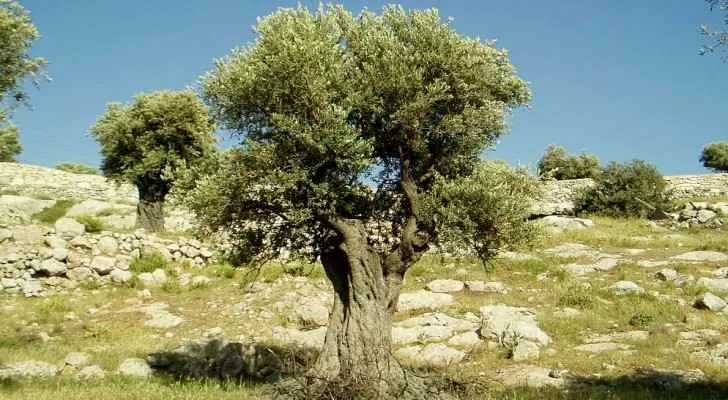 مدار الساعة,أخبار الأردن,اخبار الاردن,وزير الزراعة