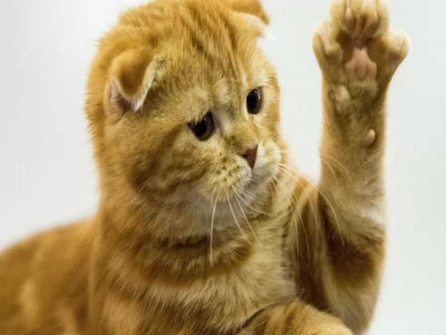 مدار الساعة,أخبار خفيفة ومنوعة,وزارة الداخلية,وزارة الخارجية