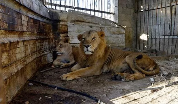 مدار الساعة,أخبار خفيفة ومنوعة,الشيخ محمد بن راشد