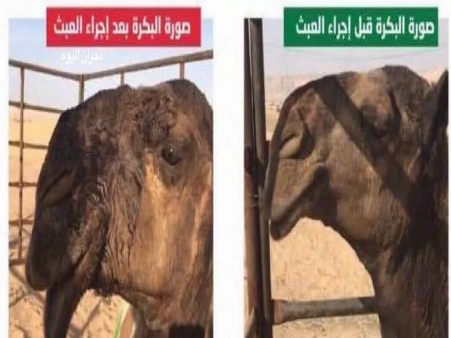 مدار الساعة,أخبار خفيفة ومنوعة,وزارة الداخلية