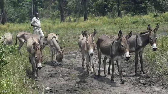 مدار الساعة,أخبار خفيفة ومنوعة