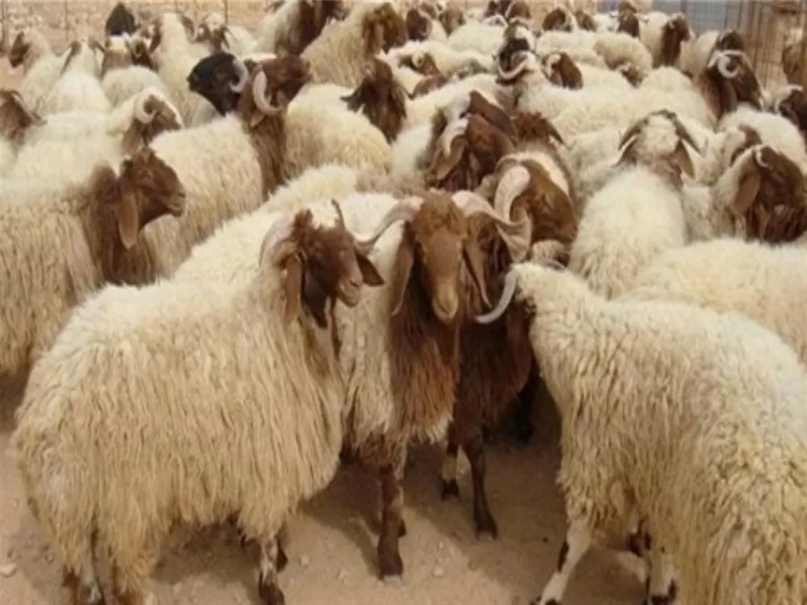 مدار الساعة,أخبار اقتصادية,وزير الزراعة,وزارة الزراعة,مملكة البحرين