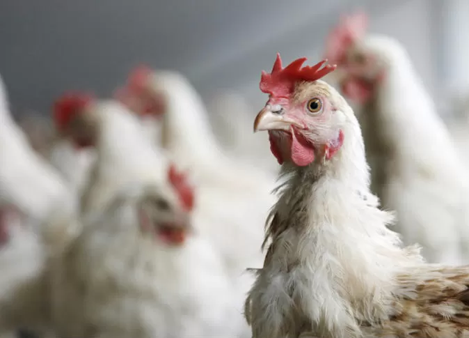 مدار الساعة,أخبار عربية ودولية,وزير الزراعة,وزارة الزراعة