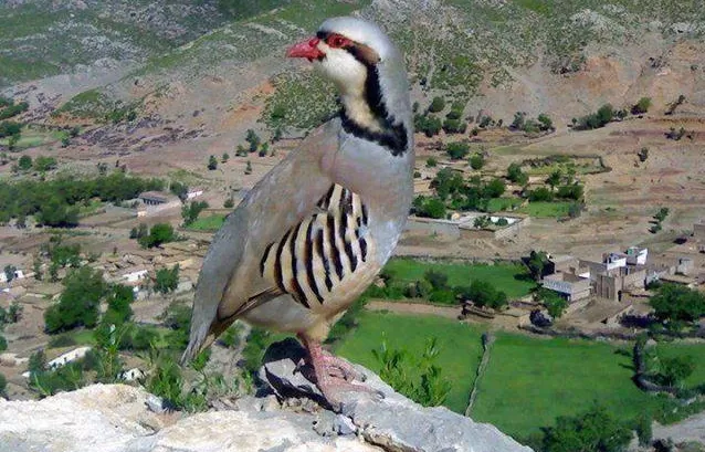 مدار الساعة,أخبار الأردن,اخبار الاردن,وزير البيئة,وزارة الزراعة,وزارة البيئة