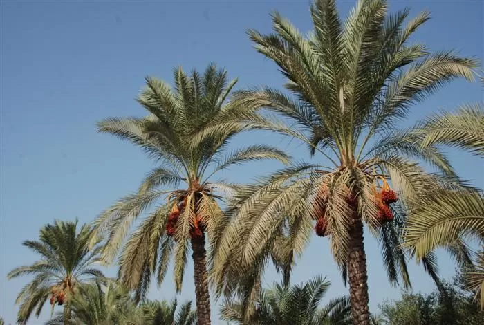 مدار الساعة,أخبار الأردن,اخبار الاردن,وزارة الزراعة