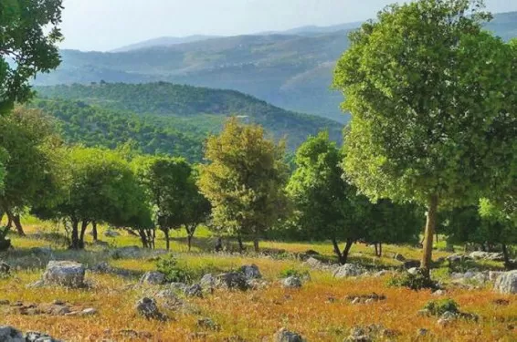 مدار الساعة,أخبار الأردن,اخبار الاردن