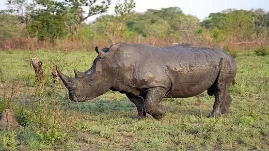 مدار الساعة,أخبار خفيفة ومنوعة